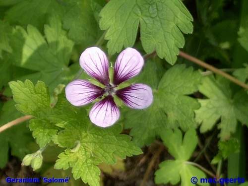 Geranium 'salome'